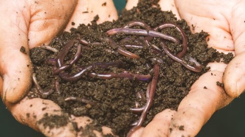 Composting and waste reduction